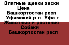 Элитные щенки хаски › Цена ­ 15 000 - Башкортостан респ., Уфимский р-н, Уфа г. Животные и растения » Собаки   . Башкортостан респ.